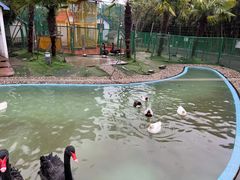 -夏阳湖皇冠假日酒店-自助餐厅