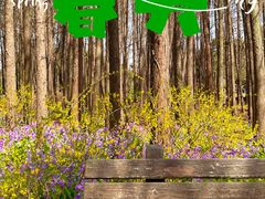 -上海共青森林公园