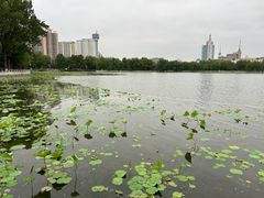 -莲花池公园