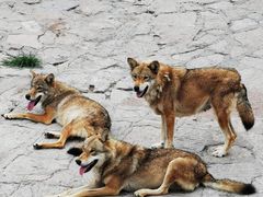 -西霞口神雕山野生动物世界
