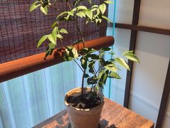 -墨宴(西洋湖店)