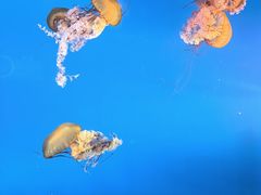 -太平洋海底世界