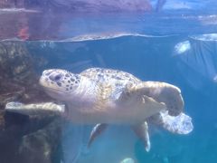 -海合安武汉极地海洋公园