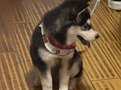 -Max乐狐·密室逃脱(港惠店)