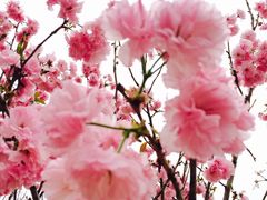 -天适樱花悠乐园