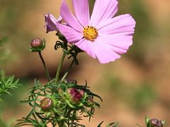 -天适樱花悠乐园