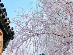 -春风习习