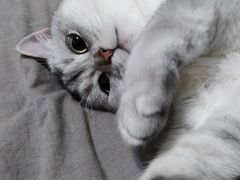 -古乐牛香·鲜牛肉牛杂火锅(新区店)