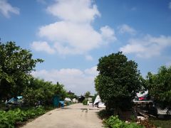 -樂桃源奉贤黄桃种植采摘基地