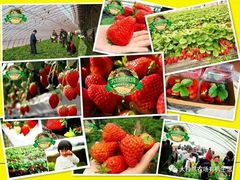 -大自然农场蔬菜草莓采摘园