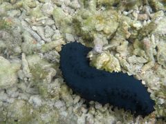 -阿波岛