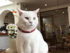 -有猫主题·治愈系猫咖(曾厝垵店)