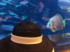 -迪拜帆船酒店海底餐厅