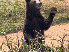 -海南热带野生动植物园