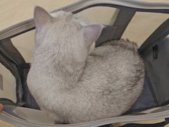 -瑞鹏宠物医院·骨科·猫科·内科(第一中心)