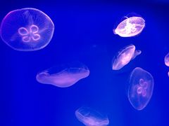 -芜湖新华联大白鲸海洋公园