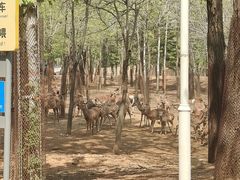 -秦皇岛野生动物园