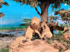 -国家自然博物馆