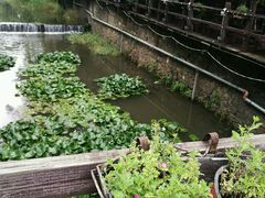 -Local泰莲庭(虹鳟鱼店)