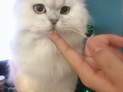 -猫大福·Fortune Cat猫舍(百子湾店)