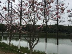 -东莞植物园