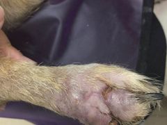 -美联众合动物医院·24h京西诊疗中心