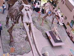 -陕西自然博物馆