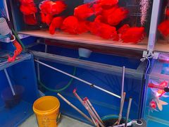 -花鸟鱼虫鲜花绿植市场(玉泉路店)