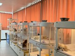 -翊宠yipet猫狗购宠庄园犬舍•猫舍