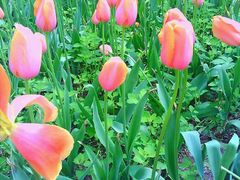 android_upload_pic-洛阳郁金香牡丹园