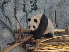 -深圳野生动物园