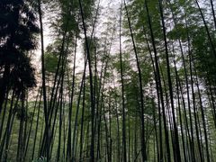 -蜀南竹海景区