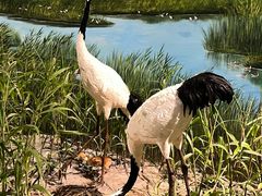 -盐城丹顶鹤湿地生态旅游区