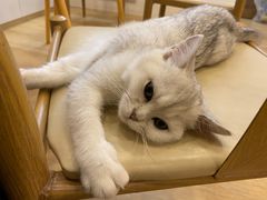 -猫咪派对(江南西店)