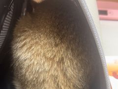 -瑞派康怡24h宠物医院·犬猫医疗中心·微创绝育(瑞景分院)