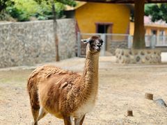 -石家庄市动物园