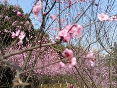 -重庆彩云湖湿地公园