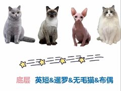 -唐小姐の私宠·宠物洗护美容·撸猫馆·购宠(周浦万达旗舰店)