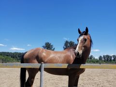 -月河湾马术俱乐部(朝阳店)