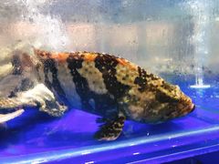 -船家渔(徐州北路店)