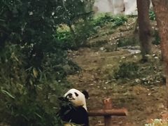 -成都大熊猫繁育研究基地