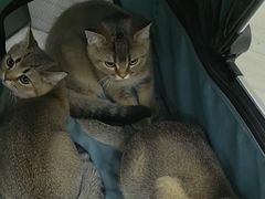 -天宠宠物医院24小时·急重症诊疗中心·全科·腔镜特色(和平分院)