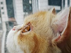 -Heymao猫咖.咖啡厅(东门店)