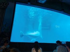 -海合安成都极地海洋公园