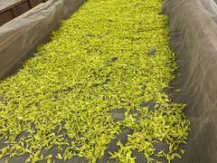 -文雅轩茶叶(锦和越界田林坊店)