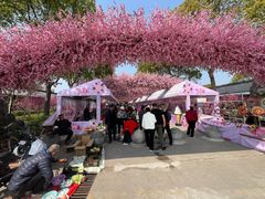 -南汇桃花村