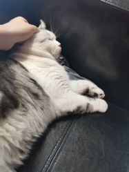 -众刺纹画·纹身·穿孔饰品·海娜定制