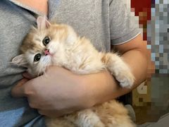 -袖虎·猫馆(体育西路店)