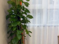 -香山湖渔家大院