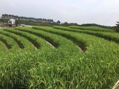 -迪茵湖田家舍生态农场